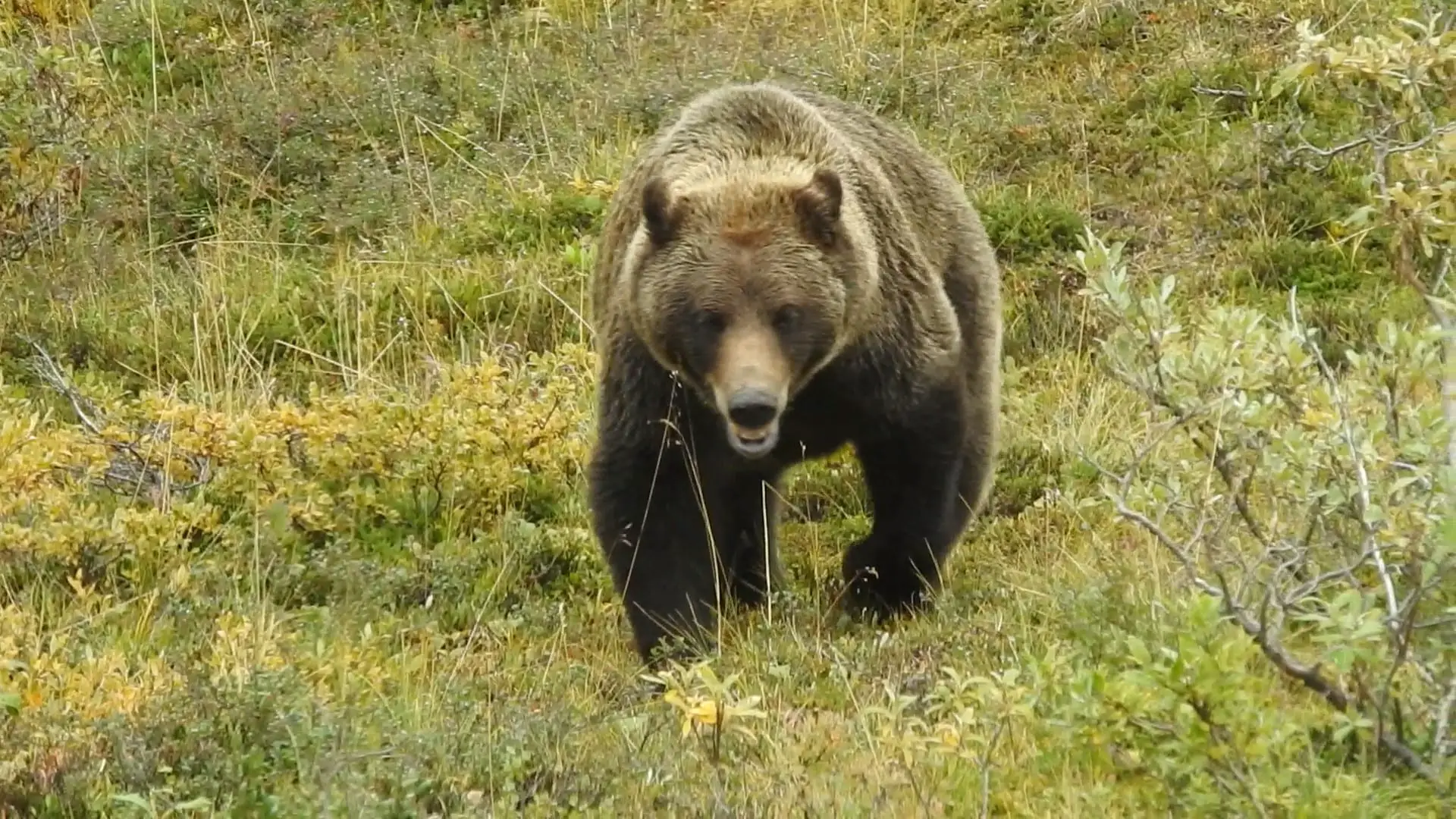 Grizzly at Denali NP, Alaska