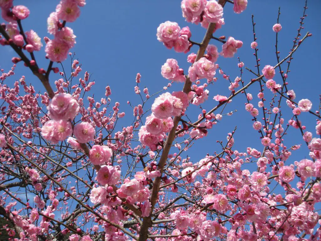 plum blossom