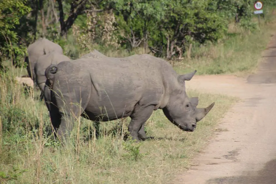 rhinos. 3 days in Krugar NP