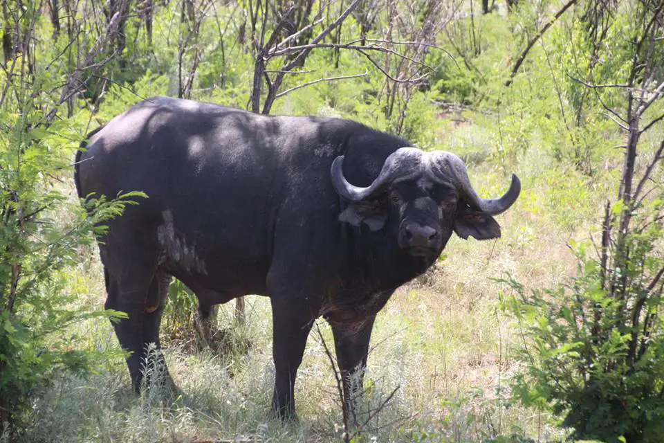 Buffalo. Part of the Big 5. 3 days in Krugar