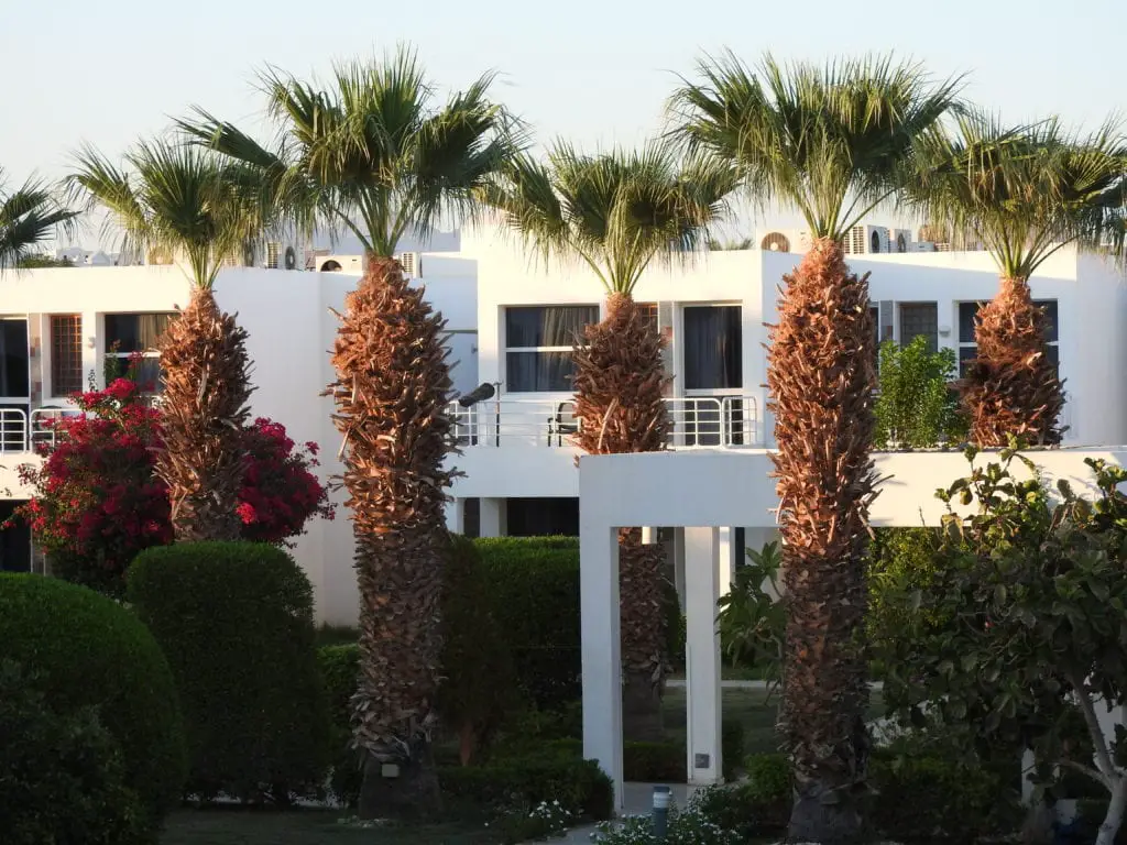 Hotel of white building and plam tress in Sharm El Sheikh