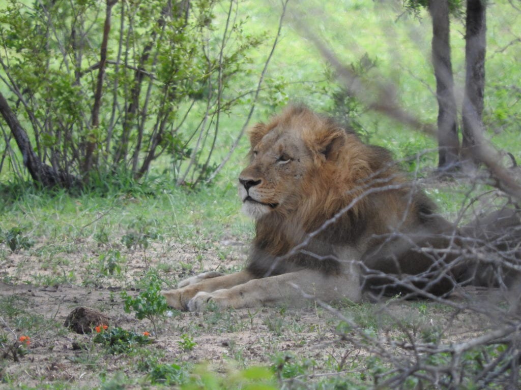 Lion spotting. 3 days in Krugar NP