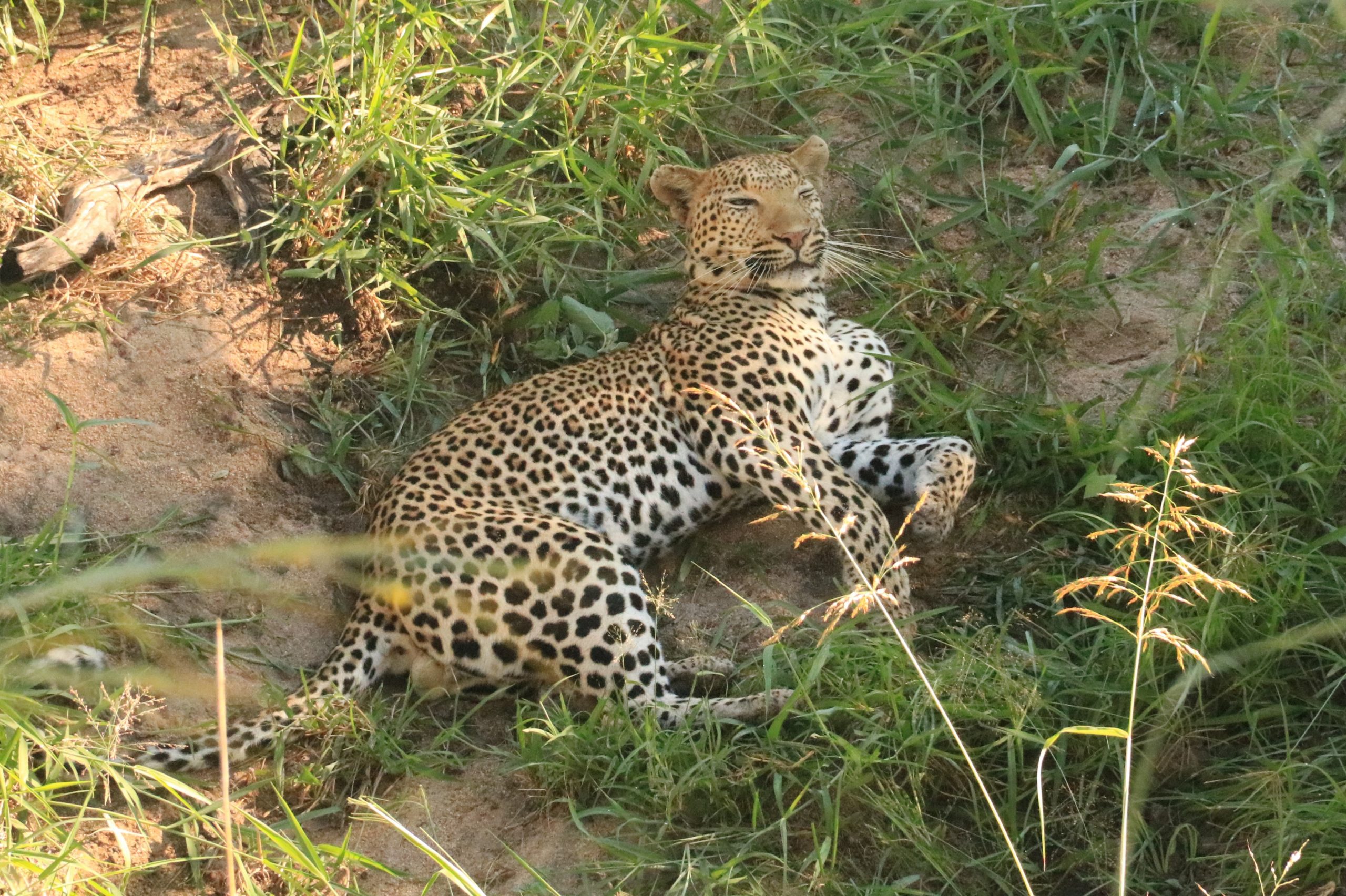 A leopard resting in the scrub.