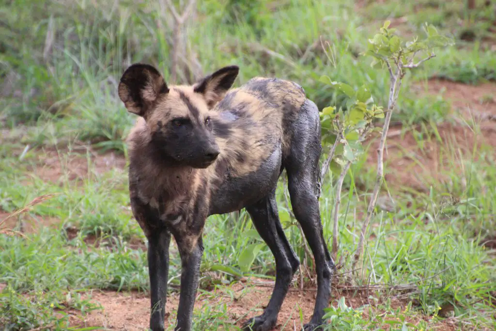 wild dog sighting. 3 days in Krugar NP