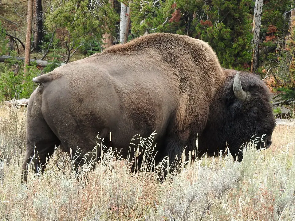 Bison herd at water hole. Visiting Yellowstone.