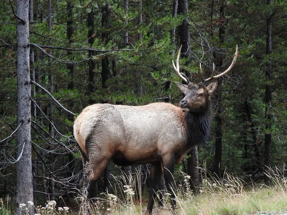 visiting Yellowstone