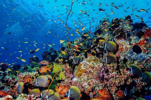 The Aquarium dive site maldives