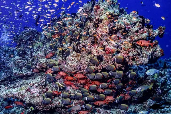Aquarium reef Maldives