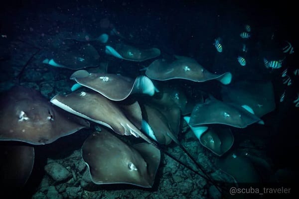 Stingray city