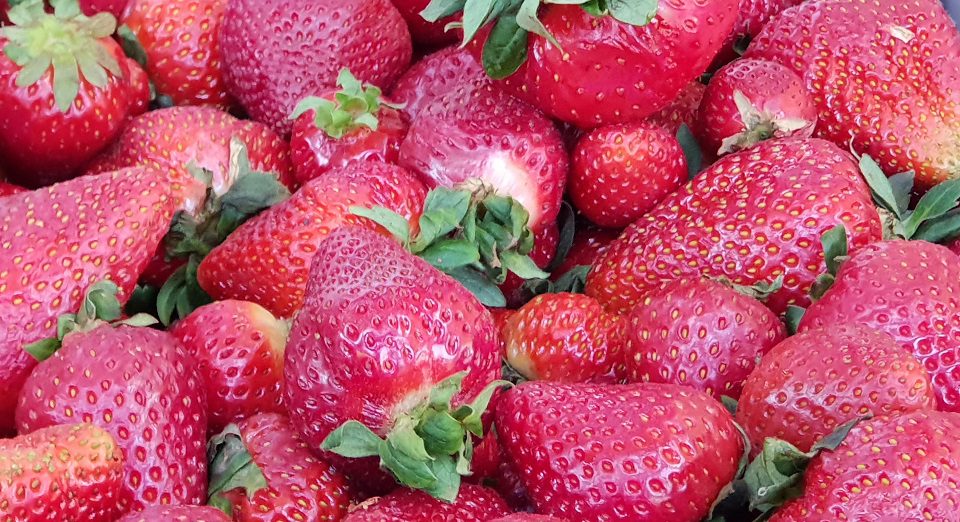 a close up of strawberries at Sunny Ridge Strawberry farm