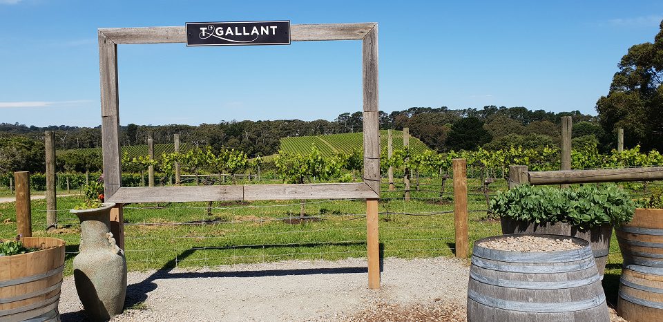 overlooking the winery grounds with barrels to each side of a T'Gallant sign -Mornington Peninsula Day Trip 