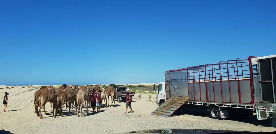camel rides stockton beach