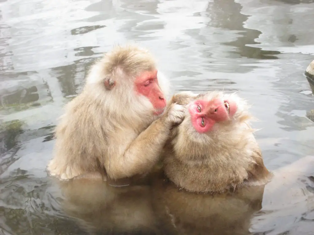 Hakuba to Snow Monkeys of Japan a unique encounter