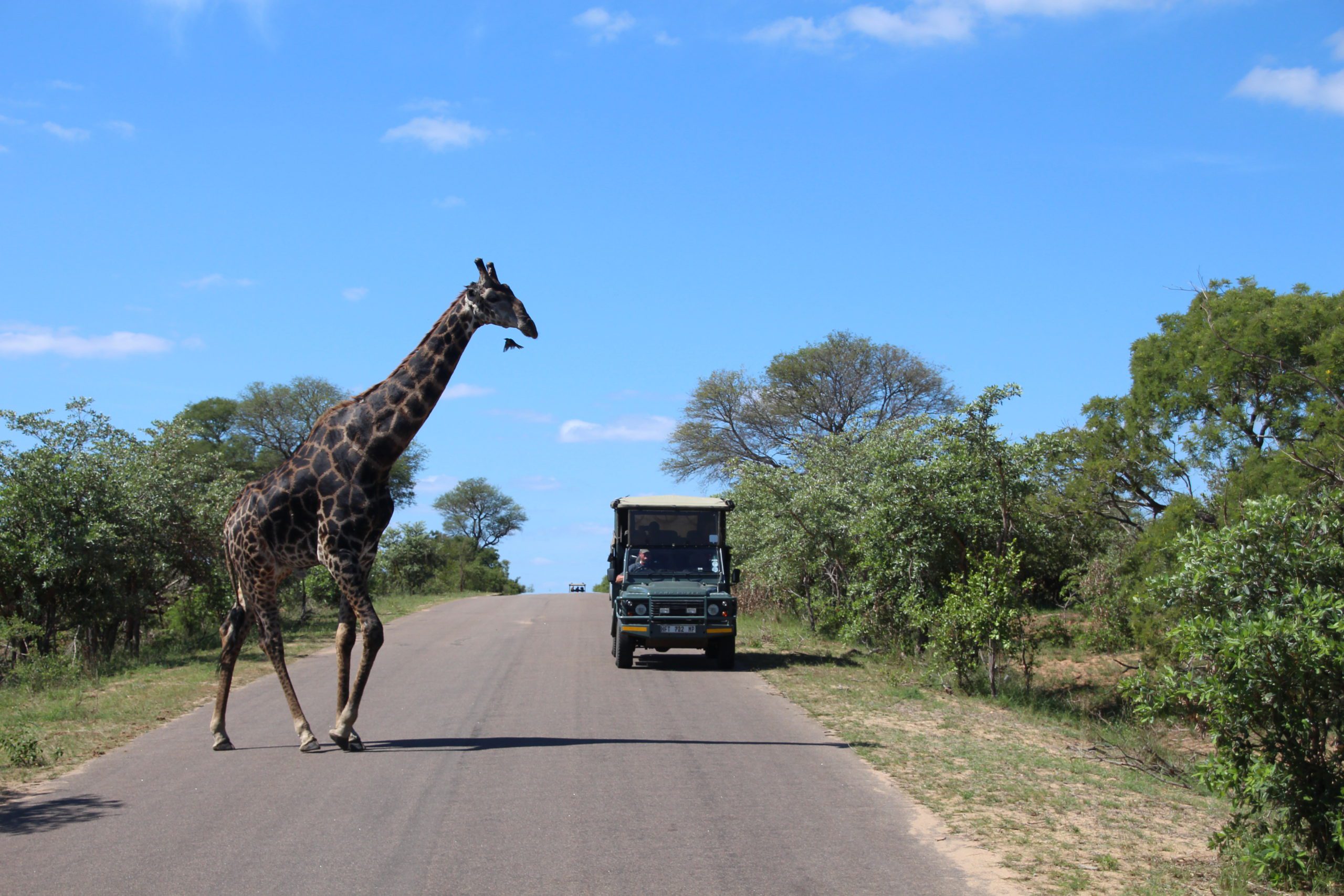 3 days kruger national park seeing the big 5 my travel jam