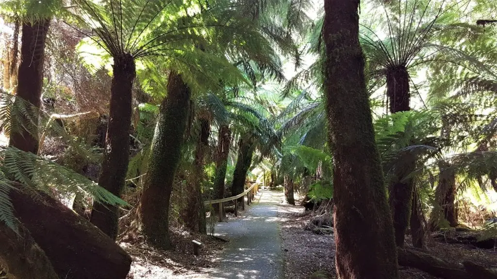 path with ferns 