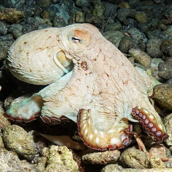 Stingray city- octopus at Bandos island diving