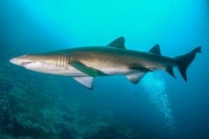 Dive Port Stephens- shark encounter