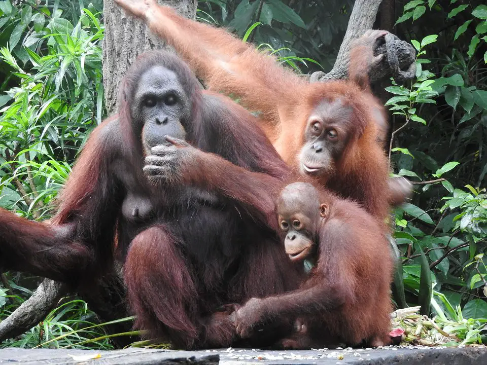 orangutans at singapore zoo
5 days in Singapore itinerary