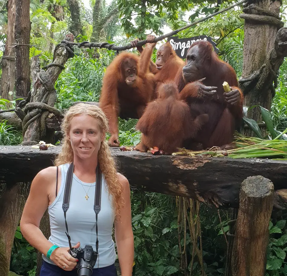 breakfast with orangutans Singapore zoo