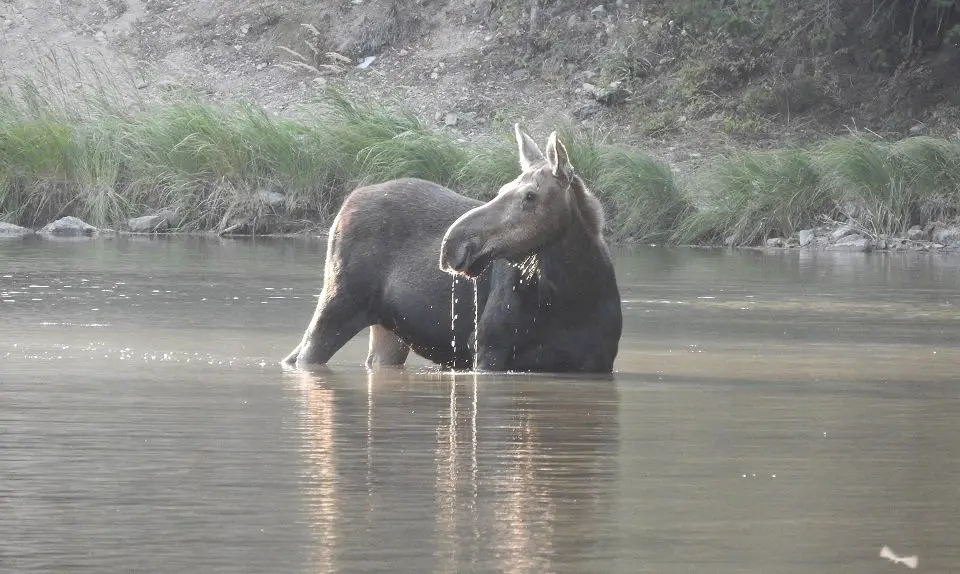 2 week National Park Road trip - moose in lake 