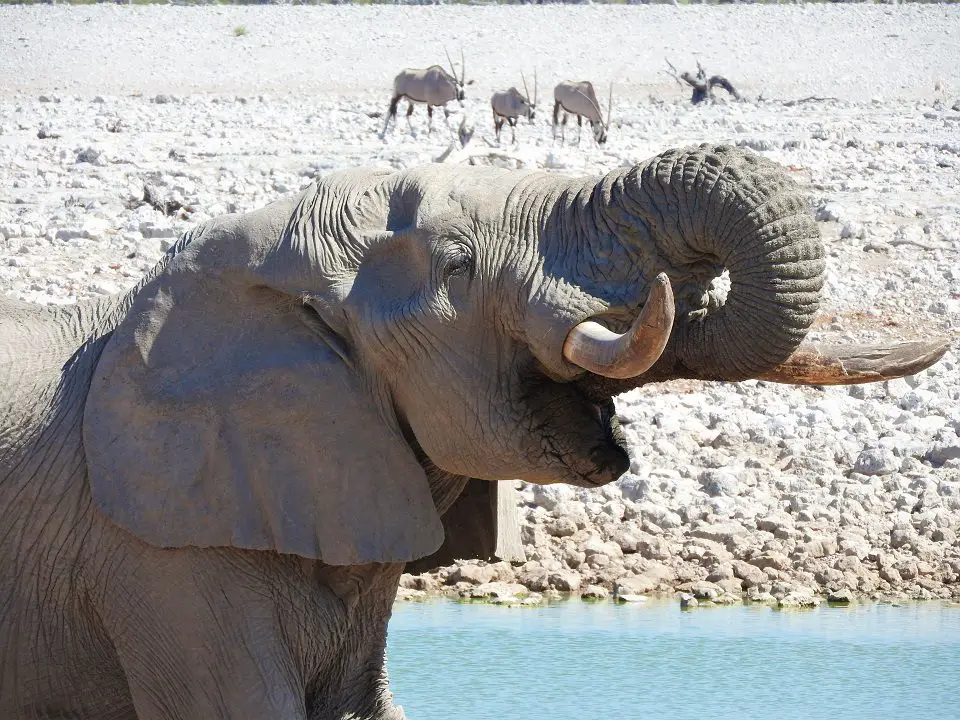 Etosha National Park wildlife