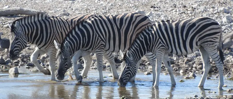 Visiting Etosha National park - zebra drnking at a waterhole