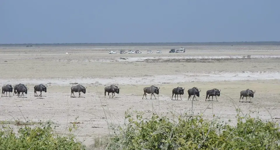 wildebeest walking across the open land