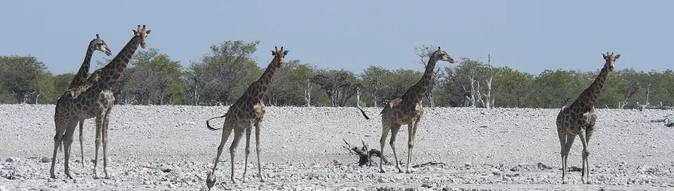 Visiting Etosha National park - 4 giraffe stand in a arow