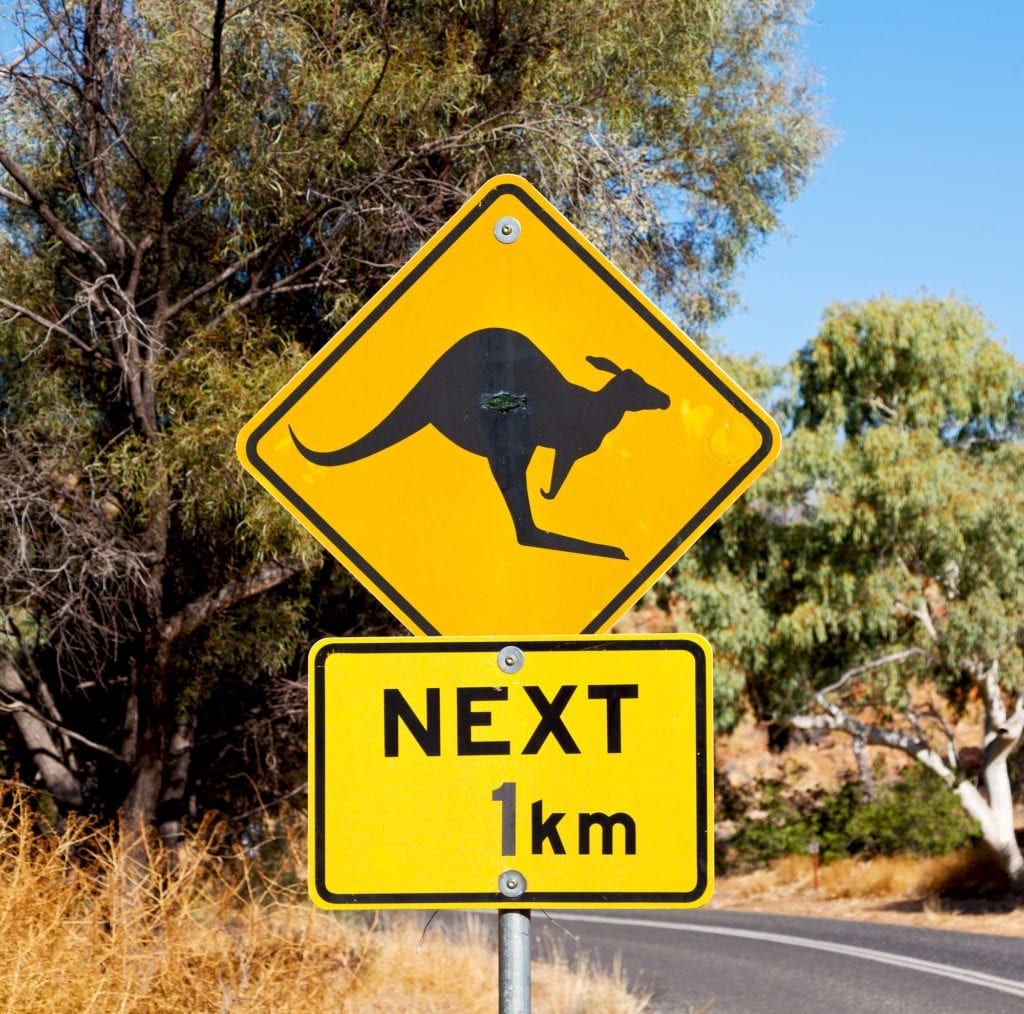 warning sign for kangaroos on road