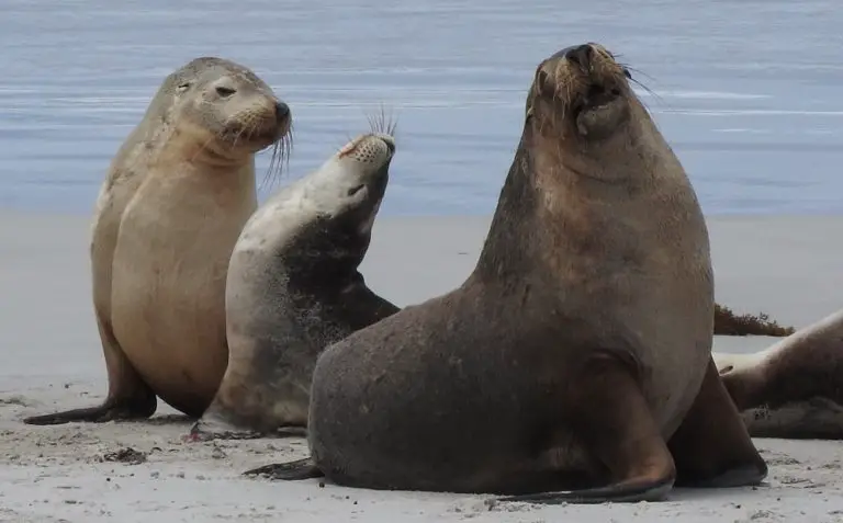 Kangaroo Island Seals - where to see seals KI