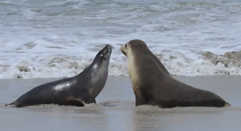 Kangaroo Island Seals - where to see seals KI