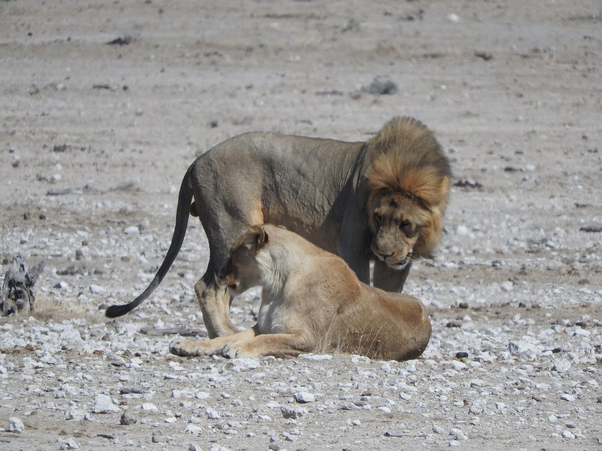 Visiting Etosha National Park, Namibia- a love of wildlife